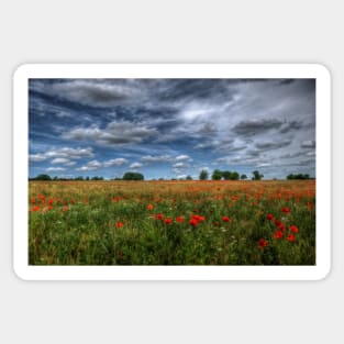 Essex Poppy Field Sticker